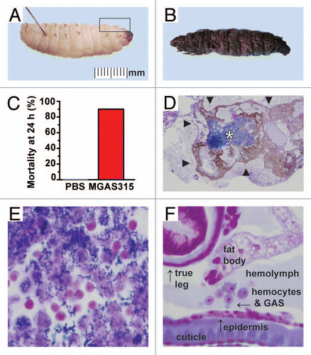 Figure 1 GAS causes severe disseminated infection and tissue destruction in Galleria mellonella larvae. (A) Wax worm larvae were inoculated with 107 CFU of representative serotype M3 strain MGAS315 by injection through the left hindmost proleg using a 29 G needle. (B and C) Infection with MGAS315 resulted in rapid melanization (dark pigmentation) and high mortality (n = 10 larvae, red bar) by 24 h post-inoculation. No deaths occurred in larvae sham inoculated with sterile saline (PBS, gray bar). (D) Microscopic examination of infected wax worm larvae at 6 h post-inoculation shows an expanding abscess-like lesion at the GAS injection site. An area of extensive soft tissue necrosis and bacterial proliferation (dense blue-violet region in the center of the micrograph, demarcated with a white asterisk) is surrounded by melanized hemocytes (extracellular brown pigment and host immune cells walling off the expanding lesion, demarcated by black arrowheads). Extensive tissue destruction occurred in the thoracic and abdominal body segments (Gram's stain, 4x original magnification). (E) At the site of inoculation, a dense infiltrate of GAS organisms is seen in a background of anucleate agranular host hemocytes (Gram's stain, 40x original magnification). (F) By 6 h post-inoculation, chains of GAS have already disseminated throughout the hemolymph to begin infecting soft tissue near the first true leg (boxed region in A). The Galleria mellonella body cavity contains a variety of soft tissue types, including hemolymph with immune cells, fat, muscle and epithelium, that are similar to those encountered by GAS during invasive human infections such as necrotizing fasciitis (Gram's stain, 40x original magnification).