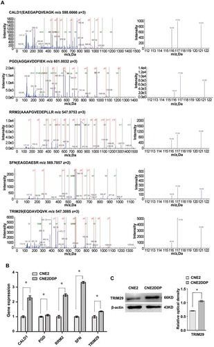 Figure 4. MS/MS spectra used for identification and quantitation of CALD1, PGD, RRM2, SFN, and TRIM29 in CNE2DDP vs. CNE2. (A) Top, the sequence EAEPQVEAGK allows the identification of CALD1 (left), and the iTRAQ reporter ions released provide the relative quantitation of CALD1 in the two cell lines evaluated (right). Upper middle, the sequence AGQAVDDFIEK allows the identification of PGD (left), and the iTRAQ reporter ions released provide the relative quantitation of PGD in the two cell lines evaluated (right). Middle, the sequence AAAPGVEDEPLLR allows the identification of RRM2 (left), and the iTRAQ reporter ions released provide the relative quantitation of RRM2 in the two cell lines evaluated (right). Lower middle, the sequence EAGDAESR allows the identification of SFN (left), and the iTRAQ reporter ions released provide the relative quantitation of SFN in the two cell lines evaluated (right). Bottom, the sequence EQDAVDQVK allows the identification of TRIM29 (left), and the iTRAQ reporter ions released provide the relative quantitation of TRIM29 in the two cell lines evaluated (right). Cell line CNE2 was labeled with iTRAQ reagent 116, and cell line CNE2DDP was labeled twice with iTRAQ reagents 117 and 121. (B) mRNA expressional levels of the five genes, which were consistent with the MS analysis of the corresponding proteins. Histogram shows the relative gene expression levels in cell line CNE2DDP compared to those of cell line CNE2. Bars represent means ± SD; p < 0.05, Student’s t test. (C) A representative western blotting showing TRIM29 protein levels in cell lines CNE2 and CNE2DDP (left); histogram shows the TRIM29 expression levels in the two cell lines as determined by densitometric analysis (right). β-Actin was used as the internal loading control. Bars represent means ± SD; *p < 0.05, as determined using Student’s t test.