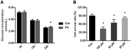 Figure 7 Establishment of insulin-resistant cell model and cell viability. (A). Establishment of insulin resistant of HepG2 cells. (B). Cell survival rate after 24 hrs of treatment with different concentrations of resveratrol. One-way ANOVA was used for statistical analysis followed by a post hoc least significant difference test or Tamhane’s multiple comparison test. Data are presented as the mean ± SD (n=12). *P<0.05 vs Con group.Abbreviations: Con, control group; PA, palmitic acid group; 100 μM, resveratrol 100 μM group; 50 μM, resveratrol 50 μM group; 20 μM, resveratrol 20 μM group.