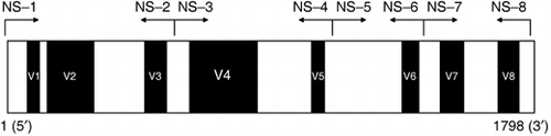 Figure 1  Diagrams of 18S rDNA and the annealing position of the primers. White and black regions indicate the conserved and variable regions, respectively.
