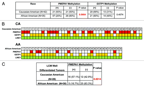 Figure 3. (A) Association of PMEPA1 methylation with ethnicity. (B) Methylation status of PMEPA1 and GSTP1 gene in LCM selected prostate tumor DNA. The constitutively methylated LINE1 repetitive element was used as quality control for input DNA. Methylated genes are marked with red (PMEPA1), yellow (GSTP1) and green (LINE1). (C) Correlation analyses of PMEPA1 methylation status in CA and AA CaP patients with well differentiated tumors.