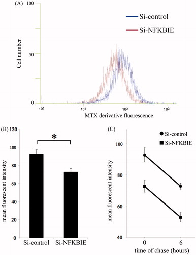 Figure 2. Uptake and efflux of a methotrexate (MTX) derivative under knockdown of NFKBIE by siRNA in MH7A. MH7A cells were cultured for 24 h, and then transfected for 24 h. They were further incubated with 20 U/mL IL-1β and 20 U/mL TNF-α for 24 h. After washing the cells with PBS, the cells were incubated in the presence of 5 μM of MTX derivatives for 5 h. The uptake of MTX derivatives was quantified by measuring the fluorescence emission for each sample. (A) The representative histogram of control (blue) and knockdown of NFKBIE (dark red). The mean fluorescent intensity (MFI) per cell, expressed in arbitrary units, was then determined using a flow cytometer. (B) The summary results. In addition to these experiments, after incubating with MTX derivatives (5 μM) for 5 h and washing cells with PBS, cells were chased for 6 h exclusively in RPMI supplemented with 10% FBS. Subsequently, the MFI per cell was measured at 0 and 6 h. On the basis of these results, differences in the efflux of MTX derivatives between control and NFKBIE knockdown were studied (C). Each column and its corresponding vertical lines represent the mean and the standard error of the mean (SEM) of triplicate cultures. Statistical significance was analyzed with the unpaired t-test (*p < 0.05).