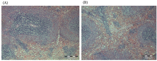 Figure 9. Photomicrographs from the spleen of (A) control and (B) treated rats at dose 5000 mg/kg. There were no adverse histopathological conditions observed in the spleen of the control and treatment groups. The treated group showed normal cell observation with no sign of inflammation or congestion.