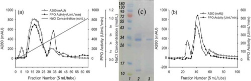Figure 2. (a) DEAE-Sepharose fast flow column (absorbance at 280 nm and enzyme activity) elution profiles of yam polyphenol oxidase (PPO). (b) Superdex G-75 filtration fast flow column (absorbance at 280 nm and enzyme activity) elution profiles of yam PPO. (c) Denaturing SDS-PAGE of purified PPO from yam. (Lane 1: Molecular weight marker; Lane 2: Denaturing SDS-PAGE of DEAE enzyme eluate; Lane 3: Denaturing SDS-PAGE of Superdex G-75 enzyme eluate.).Figura 2. (a) Perfiles de elución de DEAE-Sepharose Fast Flow (absorbancia a 280 nm y actividad enzimática) de la polifenol oxidasa (PPO) obtenida del ñame de agua. (b) Perfiles de elución de la columna Fast Flow de filtración Superdex G-75 (absorbancia a 280 nm y actividad de la enzima) de la PPO obtenida del ñame de agua. (c) Desnaturalización de la PPO purificada a partir de ñame de agua mediante la técnica de SDS-PAG. (Carril 1: Marcador de peso molecular; Carril 2: Desnaturalización del eluato enzimático DEAE mediante la técnica SDS-PAGE; Carril 3: SDS-PAGE Desnaturalización del eluato enzimático Superdex G-75 mediante la técnica SDS-PAGE).