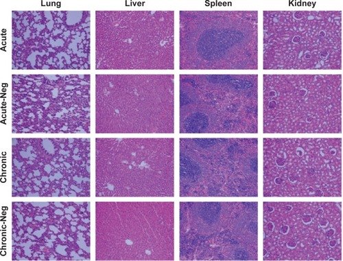 Figure 7 Histological analysis of rat lungs, liver, spleen, kidneys by hematoxylin and eosin staining.Notes: Different reagents (Nb17 or control antibodies) were administered to rats for acute (1 week) or chronic (3 months) toxicity study. Then, the lung, liver, spleen, and kidney tissues were processed for hematoxylin and eosin staining.Abbreviation: Neg, negative.