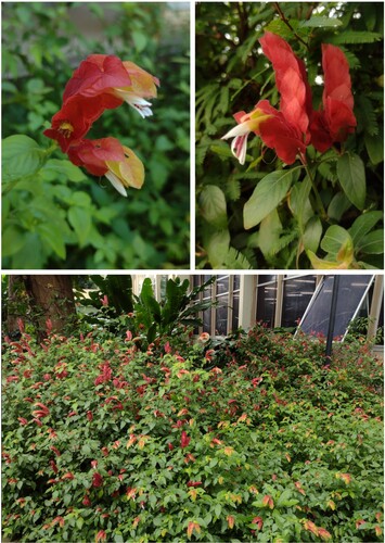 Figure 1. Aerial parts of Justicia brandegeeana.Source: author’s own.