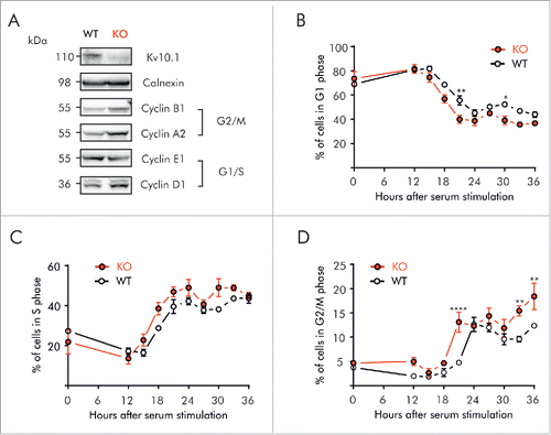 Figure 6. Kv10.1 absence alters cell cycle progression in mouse embryonic fibroblasts. A. Western blotting showed upregulated expression of Cyclins D1, A2 and B1 in Kv10.1 knockout MEFs. Expression of Cyclin E1 was comparable between knockout and wild type. (B-D) Wild type MEFs (black trace) and knockout MEFs (red trace) were synchronized after 72 h of serum starvation and released into fresh medium. MEFs were harvested at the indicated time points for FACS analysis of cell cycle status. B. Percentage of cells in G0/G1 phase. C. Percentage of cells in S phase. D. Percentage of cells in G2/M phase. Knockout MEFs accumulated at G2/M. All experiments were performed at least 3 times.