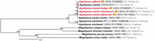 Figure 1. Maximum likelihood tree of mitogenomes of 12 Megathymini specimens. Specimen numbers are shown after the names followed by a general locality. Numbers by the nodes show bootstrap support values. GenBank accessions for sequences and data for Agathymus specimens are: Agathymus gilberti holotype, MF684854, voucher NVG-15104D05, female, USA: Texas, Kinney County, 14 mi N of Brackettville, elevation 1500′, 22 October 1961; Agathymus mariae chinatiensis holotype, MF684857, voucher NVG-15113H11, female, USA: Texas, Presidio County, 2.7 mi S of Shafter, elevation 4000′, 5 October 1960; Agathymus mariae lajitaensis holotype, MF684856, voucher NVG-15111A09, female, USA: Texas, Presidio County, 38 mi SE of Presidio, elevation 2650′, 2 October 1961; Agathymus mariae mariae KY630504, voucher NVG-1647, female, USA: New Mexico, Eddy County, 22-Sep-2013; Agathymus mariae rindgei holotype, MF684855, voucher NVG-15104D07, female, USA: Texas, Kinney County, 14 mi N of Brackettville, elevation 1508′, 23 October 1961; Agathymus mariae MF684859, voucher NVG-2413, female, USA: Texas, Val Verde County, SH163 S of Juno, 26 November 2013; Agathymus micheneri paratype, MF684860, voucher 11-BOA-13385G06, male, Mexico: Coahuila, 15–20 miles south of Allende, on highway 57, Km. 8, elevation 1300′, 2 October 1957; Agathymus micheneri MF684858, voucher NVG-15111D06, female, Mexico: Coahuila, 12 mi S Allende, 2 November 1964; Megathymus cofaqui cofaqui KY630503; Megathymus streckeri streckeri KY630501; Megathymus ursus violae KY630502; Megathymus yuccae yuccae KY630500.