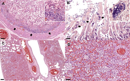 Figure 2. Carnivore chaphamaparvovirus-1 infection. Puppy no. 2. Duodenum (A&B). (A) Focally extensive lymphoplasmacytic duodenitis (arrows) and villous necrosis. Lymphocyte and plasma cell infiltration in intestinal submucosa (inset). Hematoxylin & eosin (H&E) staining. (B) The lumen of several blood vessels within the remnant villous structures are filled with granular to fibrillar materials (arrows), highlighted by deep blue color (inset). Phosphotungstic acid-hematoxylin (PTAH) staining. Puppy no. 3. Lung (C&B). (C) Interstitial pneumonia and diffuse pulmonary congestion. The alveolar lumen of small bronchiolar airways is filled with pools of inflammatory cells, and lining type II pneumocytes segmentally exhibit tombstoning hypertrophy. (D) These inflammatory cells are predominantly composed of lymphocytes, neutrophils, and foamy macrophages. H&E. Bars indicate 100 µm (A&B), 200 µm (C), and 50 µm (D).