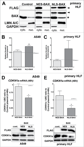 Figure 4.  Figure 4. Gain of function experiments with BAX proteins targeted either to the nucleus (NLS-BAX) or excluded from the nucleus (NES-BAX) in A549 cells and primary HLF. (A) Representative immunoblot (n = 3) after subcellular fractionation in primary HLF transfected for 48h with an empty pCDNA 3.1 vector, NES-BAX or NLS-BAX constructs. The upper panel with anti-FLAG (upper panel) and BAX (middle panel) antibodies show that the NES-BAX or NLS-BAX constructs are detected in the cytosolic fraction (cyto.), revealed with GAPDH antibody. In the nuclear fraction (nuc.), revealed with LMN A/C, only NLS-BAX was detected (arrowhead). Note that NES-BAX and NLS-BAX are detected at a higher molecular weight than endogenous BAX (*). (B-C) Effects of NES and NLS-BAX on the proliferation (cell count) of A549 cells (B) and primary HLF (C) compared to cells treated with control plasmid (gray dashed line) at 48h. Note that the increase in cell proliferation was observed only in NLS-BAX transfected A549 cells (41% increase +/− 8, n = 4) and primary HLF (102% increase +/− 67, n = 5) compared to pCDNA 3.1 empty vector and NES-BAX construct (respectively 9% increase +/− 9 compared to control plasmid in A549 cells, n = 4 and 15% decrease +/− 10 in primary HLF, n = 3) compared to control plasmid. (D-E) Expression of CDKN1A mRNA by qPCR (upper part) in (D) A549 cells and (E) primary HLF transfected for 48h with NES-BAX (respectively 19.4% decrease +/− 4 in A549 cells and 27.6% increase +/− 29 in primary HLF, n = 5) or NLS-BAX (respectively 41.6% decrease +/− 7 in A549 cells and 51.54% decrease +/− 16 in primary HLF, n = 5) compared to empty vector (gray dash line). Representative immunoblot (n = 3) of FLAG tagged BAX constructs, CDKN1A, in A549 cells (D) or primary HLF (E) transfected with empty control vector, either NES-BAX or NLS-BAX constructs for 48h. GAPDH was used as loading control. (*p < 0.05, rank t-Test).