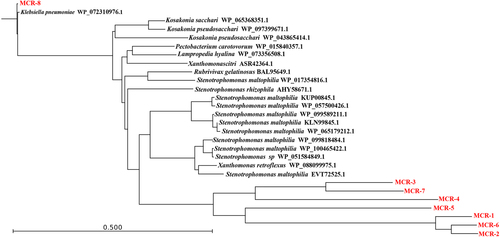Fig. 7 Phylogenetic tree of the deduced amino-acid sequences of 20 putative phosphoethanolamine transferases from different bacterial species and MCR-1–7 with MCR-8 using CLC Genomics Workbench 9 (CLC Bio-Qiagen, Aarhus, Denmark)