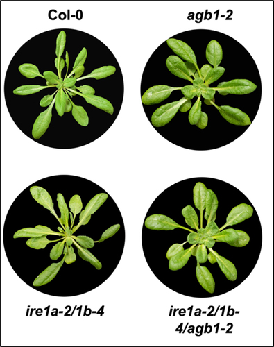 Figure 1. Representative phenotypes of Arabidopsis plants used in the study. Plants were photographed by NIKON D5600 camera. Images were prepared using Adobe Photoshop (Version: 21.2.4).