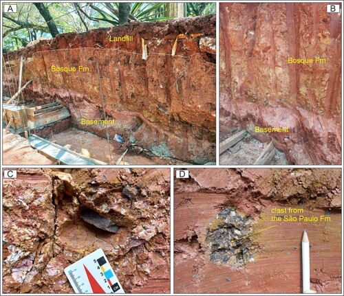 Figure 7. A and B – Contact between Basement and the Bosque Formation. C – Detail of clast composed of fine grained well sorted arenites with limonitic cement. D – Detail of clast composed of polymyctic breccias with matrix replaced by limonitic cement.