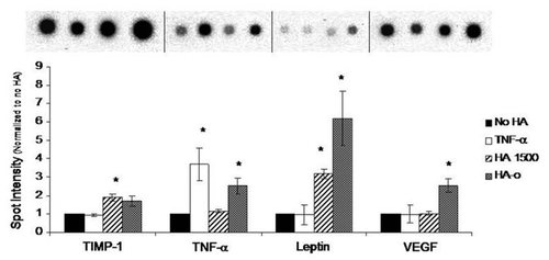 Figure 5 Impact of HA and HA oligomers on production of angiogenic cytokines by cultured rat aortic ECs. Of the 19 cytokines tested in each cytokine array, here we report three that are specifically known to influence angiogenesis. HA-oligomers (HA-o) upregulated production of pro-angiogenic TNFα, Leptin, and VEGF but also enhanced production of tissue inhibitor of matrix metalloproteinases (TIMP-1), an inhibitor of angiogenesis in vivo. HMW HA (HA 1500) had no effect on VEGF, Leptin, and TNFα production, but enhanced TIMP-1 synthesis, suggesting anti-angiogenic effects. HA dose was 2 micrograms/ml. *denotes a p-value < 0.05 in comparison to the no HA control. Results adapted from reference Citation116.