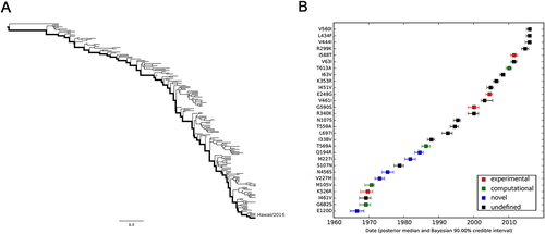 Fig. 6 MCC tree and mutational path of seasonal H3N2 IAV.a MCC tree of seasonal H3N2 IAVs circulating between 1968 and 2016. A total of 170 representative PB2 sequences were selected to reconstruct the tree by Bayesian phylogenetic inference. The evolutionary path from the MRCA to the most divergent descendant (A/Hawaii/13/2016) is highlighted in the tree. b Reconstructed mutational path from the MRCA to the most divergent descendant. The x and y axes represent the time scale and the mutations in the path, respectively. The median and 90% BCI of estimated date of each mutation are shown in the boxplot. Experimentally verified markers, computationally predicted markers, and novel markers are indicated in red, green, and blue, respectively