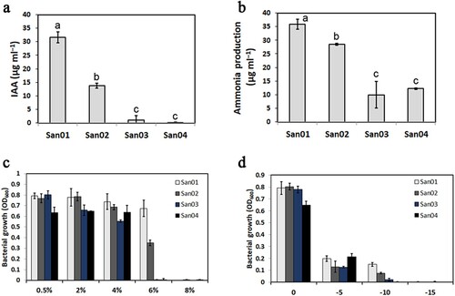 Figure 1. Plant growth promoting traits of sweet potato endophytic isolates. (a) In vitro test for IAA-producing potential of endophytes. (b) Quantitative estimation of ammonia production by bacterial isolates. (c) Growth potential of endophytes in NA medium with different NaCl concentrations. (d) Growth potential of endophytes in NA medium with different PEG-6000 concentrations. Values are the means (n = 4) with corresponding standard deviations. Different letters indicate significant differences analyzed by ANOVA (P < 0.05).