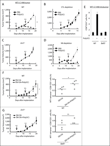 Figure 1. Poly(I:C) induces BATF3-mediated WT1-C1498 tumor regression. WT1-C1498 tumor was implanted to wild-type or Batf3−/− mice (C57BL/6J) and Poly(I:C) was administered around tumor at day 5 and 12 after tumor implantation (A, C). The tumor volume was measured every 2 to 3 d. For depleting CTLs or NK cells, ascites containing anti-CD8α or anti-NK1.1 antibody was i.p. injected the day before Poly(I:C) therapy (B, D). WT1-C1498 tumor was harvested at day 19 as in panels A and C, and the proportion of tumor-infiltrating CD8+ T cells was evaluated by flow cytometer (E). Db126 peptide wrapped in DOTAP with or without Poly(I:C) were administered to tumor-bearing wild-type mice at day 5 and 12 after tumor implantation. At day 20, splenocytes were harvested and cultured in complete medium in the presence of Db126 (5 μg/mL) for 5 d. At day 25, the proportion of WT1-specific CD8+ T cells was evaluated (F). At day 21, splenocytes of Batf3−/− mice treated as in panel F were harvested. The cells were re-stimulated with Db126 and the proportion of WT1-specific CD8+ T cells was evaluated as in panel F (G). Arrows show the day of Poly(I:C) administration. Error bars show ± SEM; n = 3 to 4 per group. Student's t-test was performed to analyze statistical significance. *p < 0.05. ns; not significant. The results are the representatives of more than two independent experiments.