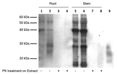 Figure 2. Prion signal found in wheat roots exposed to CWD PrPTSE was protease sensitive but no prion signal in lower stem (Stem) extract was visible. CWD PrPTSE was purified from brain homogenate (BH) with Bio Rad-TeSeE® purification and re-suspended in phosphate buffered saline to a 1% solution (w/v) based on the initial BH solution. Wheat plant roots were exposed to the purified solution for 24 h. Normal BH processed with TeSeE® served as a negative control. Plant protein extracts were digested with proteinase K (PK) (10 µg/mL, 30 min, 37 °C) to determine PK-resistance of any proteins. Western blotting of plant protein extracts (plant total protein extraction kit) was done using P4 mAb (1:5000) and Prionics®-Check Western kit. Results are representative of three independent replicates (n = 3). Lanes 1, 3, 5, 7: plants exposed to normal BH processed with Bio Rad kit; Lanes 2, 4, 6, 8: plants exposed to CWD infected BH processed with Bio Rad kit; Lane 9: CWD infected BH (0.1%) processed with Bio Rad kit.