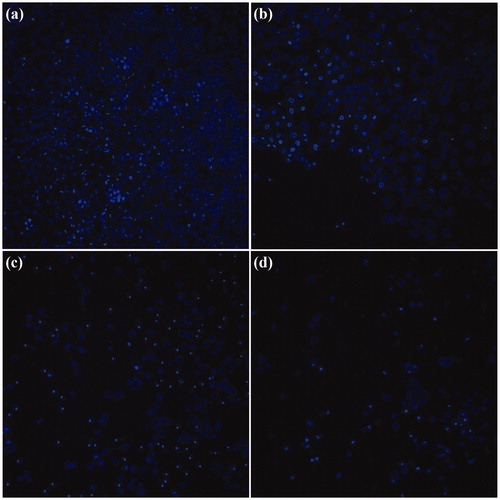 Figure 15. The CellReporter images of the stained A549 cells after hyperthermia treatments. (a) Control, (b) PEG1500-PMNPs, (c) free DOX, and (d) DOX-PEG1500-PMNPs.