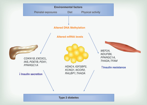 Figure 1.  Altered DNA methylation in target tissues for Type 2 diabetes. Altered DNA methylation and transcriptional activity of Type 2 diabetes candidate genes in human pancreatic islets may contribute to reduced insulin secretion. Additionally, environmental factors may induce insulin resistance in adipose tissue and skeletal muscle through epigenetic modifications.