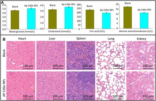 Figure 12 Biosafety evaluation of AP-CdSe NPs. (A) Blood biochemistry, liver function markers (alanine aminotransferase), kidney function markers (Uric acid), blood glucose, and cholesterol were all measured. (B) Histopathological changes in major mouse organs examined by H&E staining.