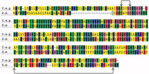 Figure 4. Amino acid sequence alignment of Y. NSN and non-specific nuclease from Serratia marcescens. Note: Arrows indicate the amino acid sites which form disulphide bonds.
