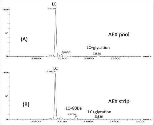 Figure 3. Reduced light chain mass spectra of AEX (A) pool and (B) strip samples.