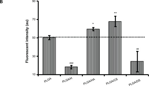 Figure 7 Fluorescent micrographs (A) and fluorescence-activated cell-sorting histogram (B) demonstrating uptake of glycosaminoglycan-functionalized poly-lactide-co-glycolide (PLGA) nanoparticles by lung epithelial adenocarcinoma (A549) cells after 4 hours of incubation (n=3). Figure 8 Fluorescent micrographs (A) and fluorescence-activated cell-sorting histogram (B) demonstrating uptake of glycosaminoglycan-functionalized poly-lactide-co-glycolide (PLGA) nanoparticles (NPs) by human pulmonary microvascular endothelial cells (HPMEC) after 4 hours of incubation (n=3).Notes: *P<0.05 between PLGA and PLGA/HA. **P<0.005 between PLGA and PLGA/CS. ##P<0.005 between PLGA and PLGA/H. Scale bar: 20 μm for low magnification and 10 μm for high magnification (inset).Abbreviations: PLGA/CS, poly-lactide-co-glycolide functionalized with chondroitin sulfate; PLGA/DS, poly-lactide-co-glycolide functionalized with dermatan sulfate; PLGA/H, poly-lactide-co-glycolide functionalized with heparin; PLGA/HA, poly-lactide-co-glycolide functionalized with hyaluronic acid.Display full sizeDisplay full sizeNotes: *P<0.05 between PLGA and PLGA/HA. **P<0.005 between PLGA and PLGA/CS. ##P<0.005 between PLGA and PLGA/DS. ###P<0.0005 between PLGA and PLGA/H. Scale bar: 20 μm for low magnification and 10 μm for high magnification (inset).Abbreviations: DCF, dichlorofluorescein; PLGA/CS, poly-lactide-co-glycolide functionalized with chondroitin sulfate; PLGA/DS, poly-lactide-co-glycolide functionalized with dermatan sulfate; PLGA/H, poly-lactide-co-glycolide functionalized with heparin; PLGA/HA, poly-lactide-co-glycolide functionalized with hyaluronic acid.