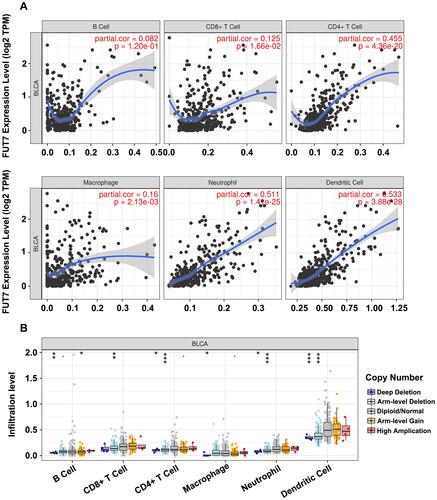 Figure 4 Correlations between the expression of FUT7 and immune cell infiltration levels. (A) The correlations between FUT7 expression and infiltrating levels of immune cells, including B cells (p=1.20e-01), CD8+ T cells (p=1.66e-02), CD4+ T cells (p=4.36e-20), macrophage (p=2.13e-03), neutrophil (p=1.41e-25), and dendritic cell (p=3.88e-28). (B) The comparison of tumor infiltrating levels in BLCA with different somatic copy number alterations for FUT7 from TIMER database. *P<0.05, **P<0.01, ***P<0.001.