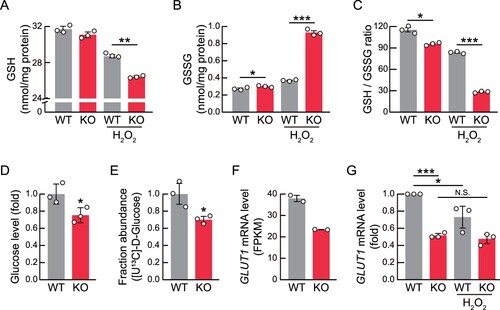 Figure 5. GSH levels are decreased in RNF113A KO cells. (A-C) Bar graphs representing intracellular GSH (A) and GSSG (B) levels, and ratios of GSH to GSSG (C) in WT or RNF113A KO cells, treated with H2O2 for 30 min. (D) Bar graph showing the intracellular glucose levels of WT and RNF113A KO cells. (E) Glucose uptake activities of WT and RNF113A KO cells. The cells were treated with 13C-labeled glucose for 6 h. (F) GLUT1 mRNA expression levels of WT and RNF113A KO cells. The bar graph shows relative GLUT1 FPKM values from RNA sequencing data. (G) GLUT1 mRNA expression levels by H2O2 treatment in RNF113A KO cells. Cells were treated with 500 μM H2O2 for 6 h and then subjected to qRT-PCR analysis. p-values were calculated using two-tailed Student’s t-test. *p < 0.05, **p < 0.01, ***p < 0.001. N.S. = not significant.