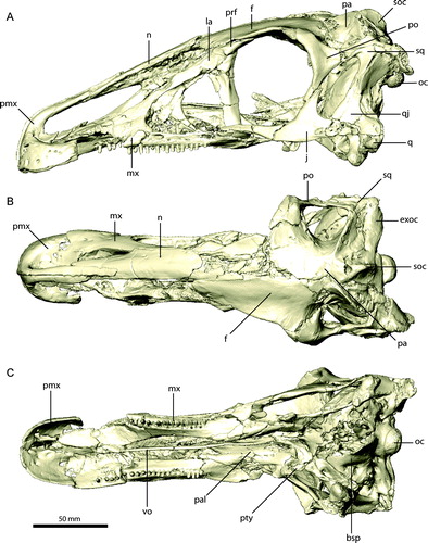 FIGURE 1. Digital representation of the skull of Erlikosaurus andrewsi (IGM 100/111). A, left lateral; B, dorsal; and C, ventral views. Abbreviations: bsp, basisphenoid; exoc, exoccipital; f, frontal; j, jugal; la, lacrimal; mx, maxilla; n, nasal; oc, occipital condyle; pa, parietal; pal, palatine; pmx, premaxilla; po, postorbital; prf, prefrontal; pty, pterygoid; q, quadrate; qj, quadratojugal; soc, supraoccipital; sq, squamosal; vo, vomer.