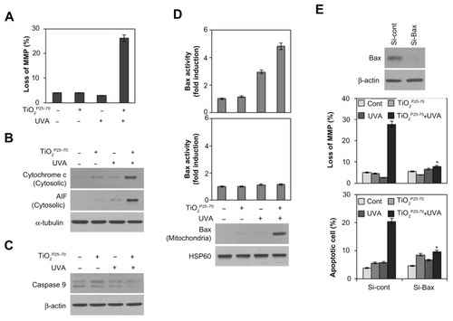 Figure 5 Conformational activation of Bax is required for TiO2P25–70-induced mitochondrial dysfunction and apoptotic cell death. Combined treatment with TiO2P25–70 and ultraviolet A induced mitochondrial membrane potential loss (A) and release of cytochrome c and apoptosis-inducing factor to cytosol (B) and the decrease of proform caspase-9 (C) in Chang cells. Mitochondrial membrane potential of cells was determined by retention of DiOC6(3). The amount of retained DiOC6(3) was measured by flow cytometry. (D) Measurement of Bax and Bak expression levels by FACS and western blot analysis. Bax expression was induced in mitochondria-enriched membrane fractions of Chang cells when treated with combination of TiO2P25–70 and ultraviolet A irradiation, whereas Bak was not induced. (E) Pretreatment with siRNA targeting of Bax attenuated mitochondrial membrane potential loss (upper) and cell death (lower) induced by combination treatment of TiO2P25–70 and ultraviolet A irradiation. Cell death was measured by FACS analysis after double staining with propidium iodide and Annexin V.Notes: *P < 0.005. Error bars represent the mean ± standard deviation of triplicate samples.Abbreviations: UVA, ultraviolet A; AIF, apoptosis-inducing factor; MMP, matrix metalloproteinase.