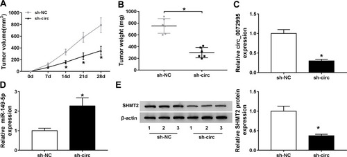 Figure 8 Circ_0072995 impedes the growth of xenograft tumors in vivo. (A and B) Measurement of the size and weight of xenograft tumors. (C and D) qRT-PCR analysis of circ_0072995 and miR-149-5p levels in tumor masses from each group. (E) Western blot analysis of SHMT2 protein levels in tumor masses. *P<0.05.