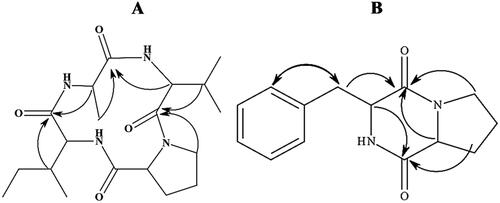 Figure 5. Illustration of the structures of cyclic tetrapeptides: cyclo-(prolyl-valyl-alanyl-isoleucyl) (A) and cyclo-(D-phenylalanyl-D-prolyl) (B).