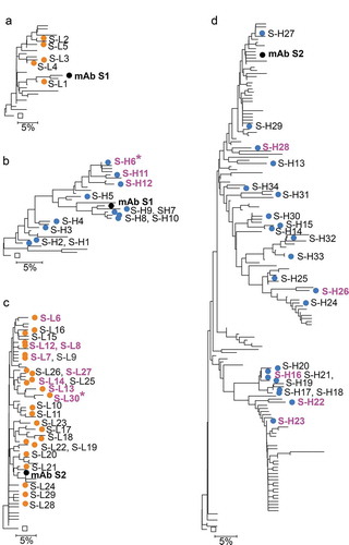 Figure 2. Anti-αSyn mAb and variant chain dendrograms. Variant light and heavy chains for mAb S1 are shown in A and B. Variant chains light and heavy chains for mAb S2 in C and D. Only sequences with unique CDR and selected framework positions and passing the read counts filter in Tables 2 and 3 are included. Mutations in irrelevant framework positions were ignored for tree construction. NGS-derived variants are shown as in blue and orange symbols. Chains in variant mAbs with affinity at least 1.6-fold better than reference mAbs are shown in magenta, with the best variants marked with an asterisk. For mAb S2 light chain variants only the three best variants are marked in magenta. Labels of variants not selected for testing are omitted for clarity. Black diamonds show the germline sequences at the root of the trees. Labels in the same line indicate variants in a top to bottom order for that region of the tree. Scale bars show residue substitution distance.