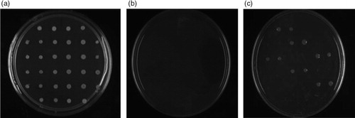 Fig. 1 Antimicrobial activity of fresh pomegranate juice (FPJ). The following results are representative of all strains studied. Growth of 16 S. epidermidis strains (in duplicate), (a) unsupplemented, (b) supplemented with 20% FPJ, or (c) supplemented with 100 µg/mL of ampicillin. Note that six strains were resistant to this antibiotic.