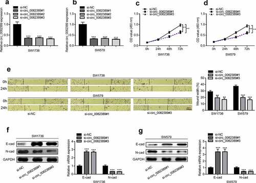 Figure 2. Circ_0062389 can promote the proliferation, migration and EMT process of PTC cells (a)&(b) qRT-PCR was used to detect the expression of circ_0062389 after transfection of three circ_0062389 siRNA into PTC cells; (c)&(d) CCK-8 assay was used to evaluate the proliferation of PTC cells transfected with circ_0062389 siRNA; (e) Wound healing assay was adopted to measure cell migration in PTC cells after transfection of circ_0062389 siRNA; (f)&(g) qRT-PCR and Western blot assay were used to detect the expression of E-cadherin and N-cadherin at mRNA and protein levels in PTC cells transfected with circ_0062389 siRNA. **P < 0.01, and ***P < 0.001