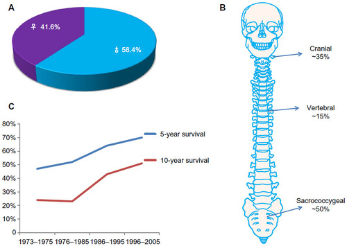 Figure 1 (A–C) The epidemiology of chordoma. (A) Male patients comprise 58.4% and females account for 41.6% of chordomas. (B) Chordomas usually arise from remnants of the primitive notochord, most commonly in the sacrococcygeal area (~50%), skull base (~35%), and vertebral bodies (~15%). (C) Overall survival is 64% at 5 years, and 40% at 10 years.