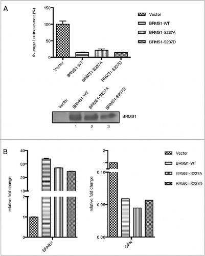 Figure 5. Phosphorylation of BRMS1 serine 237 does not regulate transcriptional repression. (A) Transcriptional regulation of BRMS1-S237. Plasmid expressing Gal4-wild-type-BRMS1, Gal4-BRMS1-S237A or Gal4-BRMS1-S237D were co-transfected into BT-549 cells together with the pGL2-(Gal4)5 TK and pRL-CMV luciferase reporter plasmids. Luminescence of the cell lysates were measured using a plate reader. Firefly luciferase luminescence was normalized against Renilla luciferase luminescence. The graph represents the mean luminescence ±SEM from 3 independent experiments. The western blot (lower panel) demonstrates the levels of BRMS1 expression in these cells. (B) Transcriptional regulation of OPN by BRMS1-S237. qRT-PCR of mRNA from MDA-MB-231 cells expressing BRMS1-WT, BRMS1-S237A, BRMS1-S237D. mRNA levels of, ectopic BRMS1 and OPN were quantified and plotted as relative fold change compared to vector control cells. Error bars represent ±SEM from 3 independent experiments.