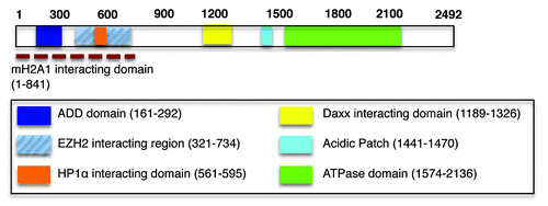 Figure 1. ATRX is a multidomain-containing chromatin remodeler. The ADD domain of ATRX (dark blue box) contains both a GATA-like domain and a PHD and “reads” the H3K9me3 modification.Citation6,Citation21-Citation23 We reported the in vivo interaction between the N-terminal 841 amino acids of ATRX with macroH2A1 (dashed red line).Citation19 ATRX interacts with HP1α via a PxVxL motif present in the indicated region (orange box).Citation16 Of note, while the interaction between EZH2 and ATRX (hatched blue box) was detected by yeast two hybrid,Citation17 it remains to be seen if this persists in vivo and if indeed the entire region depicted is required for this interaction.