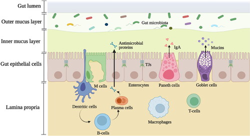 Figure 1. Structural components of the gut-immune barrier. The gut-immune barrier is a multi-layered structural unit consisting of gut microbiota, the internal mucus layer containing mucins, antimicrobial proteins, and immunoglobulin A (IgA), the epithelial monolayer with enterocytes, goblet cells, Paneth cells, and microfold (M) cells which are connected by tight junctions (TJs); and different immune cells within lamina propria, e.g., macrophages, dendritic cells (DCs), and T-cells. The mucus layer is the small intestine is composed of a single layer while in the large intestine it is composed of two layers. It starts with a loose, outer layer that serves as resident site for the gut microbiota and a firm inner layer in which bacteria are rare. This illustration depicts the barrier in the large intestine.