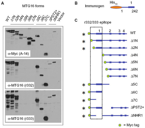 Figure 3 α-myeloid translocation gene (MTG) 16 polyclonal antibodies r332 and r333 recognize the MTG16 N-terminus.