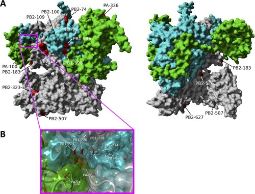 Figure 6. Position of polymerase complex substitutions that show large effects on polymerase activity in human cells. (A) Location of all substitutions showing an increase in polymerase activity of over 5 fold are shown of the molecular structure of the influenza A polymerase complex (PDB 4WSB). The substitutions that resulted in substantial activity increases can be divided into two groups: (1) sites on the complex surface (PB2-L183S, G74R, PB2-Q507R, PB2-F323 V, PB1-P596S, PB1-L598P, PB2-K526R, PA-L336M) and (2) sites at subunit interfaces: PB1 C-terminus and PA endonuclease domains (PB1-720, PB1-724, PA-94, PA-86) and the PB1 C-terminus and PB2 N-terminus domains (PB2-73, PB1-696, PB2-100, PB2-112, PB1-674) as shown in panel (B).