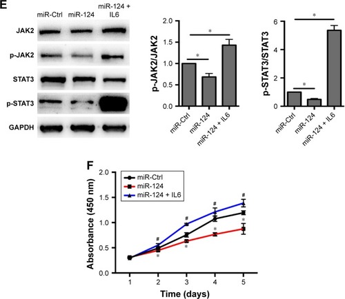 Figure 5 miR-124 mediates BxPC3 cell proliferation by IL6-JAK2-STAT3 pathway.