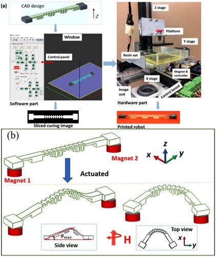 Figure 8. (a) Software interface to control the M-PSL prototype and the M-PSL hardware prototype and printed robot [Citation119];. (b) Schematic showing posterior and anterior leg movement along with magnets placed beneath the two legs: Resting state; Linear locomotion state and Turning locomotion state [Citation119].