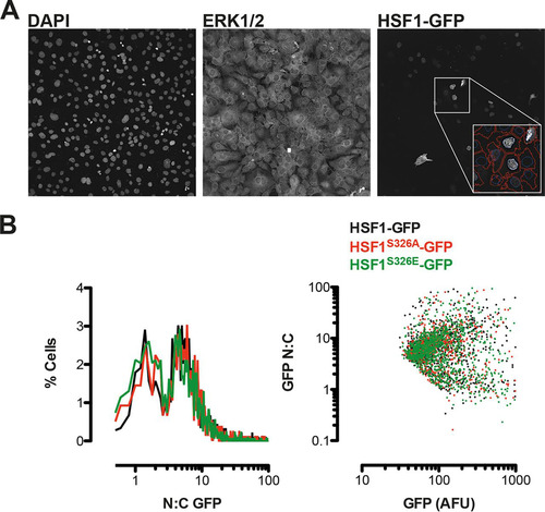 FIG 8 S326A/E mutation does not influence the nucleocytoplasmic distribution of ectopically expressed HSF1-GFP. HSF1-knockout MEFs were transfected with GFP-tagged wild-type or S326A/E mutants of HSF1 prior to counter staining with anti-ERK1/2 antibodies and DAPI. Four fields of view per well of eight replicate wells per condition were imaged using a robotic high-content microscope. Automated and systematic analysis of images was performed using a custom algorithm. (A) A single representative field of view is shown from one well. DAPI and ERK1/2 images were used to define nuclear and cytoplasmic regions, respectively, and GFP fluorescence was recorded from each region (as indicated in the inset screengrab showing automated cell definition), accepting >70 AFU per cell as positively transfected. (B) Plots of single cell data show a frequency histogram of nuclear/cytoplasmic GFP fluorescence (left panel) indicating a bimodal distribution of HSF1, which is unaffected by S326A/E mutation. The right-hand panel shows a comparison of whole-cell GFP fluorescence in the same cell populations versus nucleocytoplasmic distribution, indicating that the bimodal distribution is apparent across a 10-fold difference in HSF1-GFP levels and is again unaffected by S326A/E substitution.