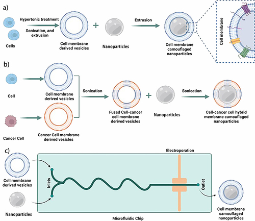 Figure 2 Different methods of CM nanoparticle camouflaging. (a) Single CM (b) Hybrid CMs and (c) Electroporation to collect NPs.