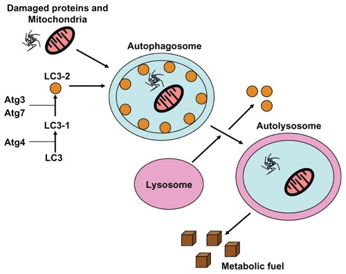 Figure 1 Autophagy produces metabolic fuel through the degradation of biomolecules.Notes: Damaged proteins, organelles, and other biomolecules are sequestered into double-membrane vesicles called autophagosomes. LC3 is essential for autophagosome maturation. The mature autophagosomes fuse with the lysosome, and biomolecules are degraded by hydrolytic enzymes into metabolic fuel.Abbreviation: LC3, lipidated cytosolic-associated protein light chain.