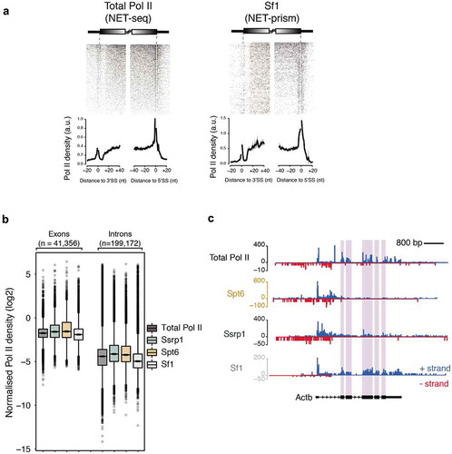 Figure 4. Association of different proteins with transcriptional splicing as assessed by NET-prism. (a) Heatmaps and metaplots assessing polymerase pausing for total Pol II and Splicing factor 1 (Sf1) over exon boundaries (n = 5,550). Solid lines indicate the mean values, whereas the shading represents the 95% confidence interval. (b) Boxplots measuring Pol II coverage over exons (n = 41,356) and introns (n = 199,172) for each NET-seq/prism library. First and last exons are removed from the analysis. (c) RNA Pol II interrogation of all NET-seq/prism libraries over a single gene (Actb). Exons are highlighted in purple.