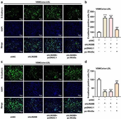 Figure 4. Overexpression of Wnt5a reversed the reduced cell proliferation and migration induced by LIN28B knockdown. (Figure 4a. A) When ox-LDL-induced VSMCs were transfected with pc-Wnt5a or pcDNA3.1, the mRNA expression of Wnt5a was detected using qRT-PCR. ***p < 0.001. (Figure 4a. B) The ox-LDL-induced VSMCs were co-transfected with shLIN28B and pc-Wnt5a or pcDNA3.1, and the ability of cell proliferation was detected by CCK-8 assay. (Figure 4a. C-D) The expression of Ki67 was assessed by immunofluorescent staining. (Figure 4a. E-F) Cell migration was analyzed by transwell assay. (Figure 4b. A-D) The expression of E-Cadherin and N-Cadherin measured by immunofluorescent staining (nuclei were stained with DAPI; Magnification, x200). ** P < 0.01, *** P < 0.001 vs. the shNC group; # P < 0.05, ### P < 0.001 vs. shLIN28B + pcDNA3.1 group.